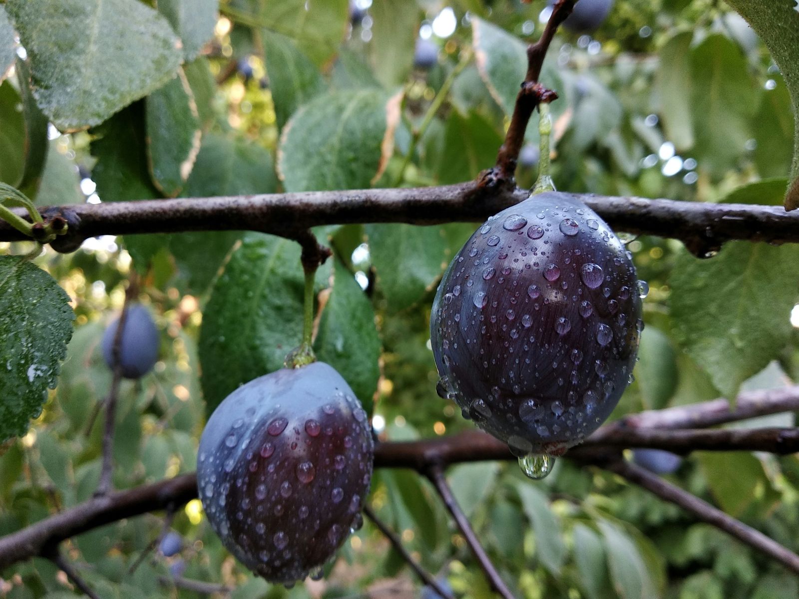 Why, Purple Fruits and Vegetables, Unsplash