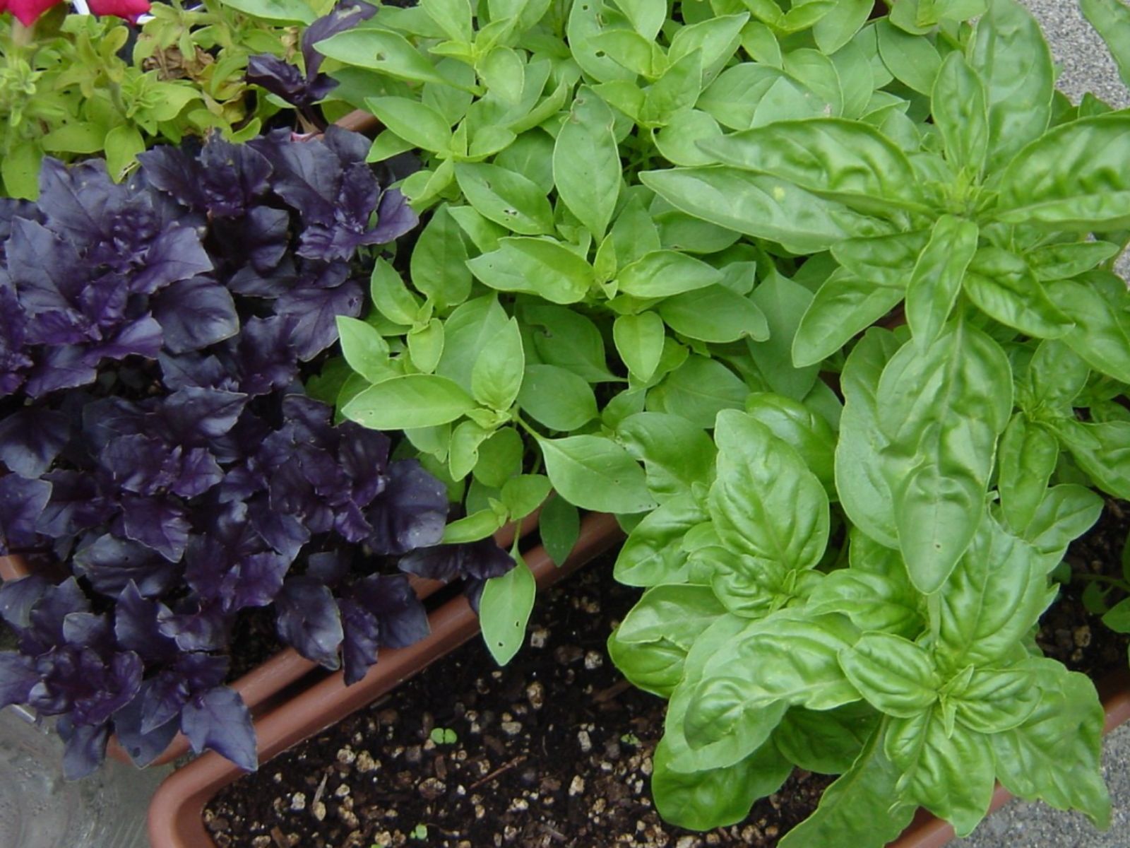 basil , Purple Fruits and Vegetables, Wiki Commons