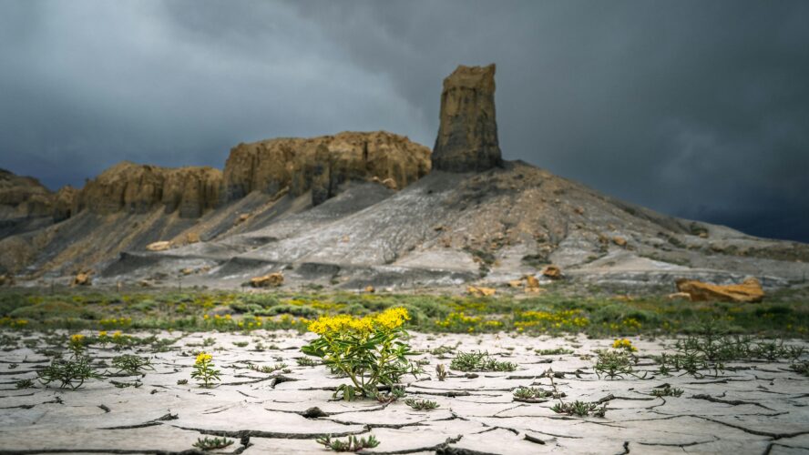 climate change crop diversity