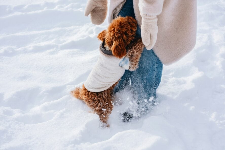 cure winter blues play with pets dmitrii shirnin unsplash