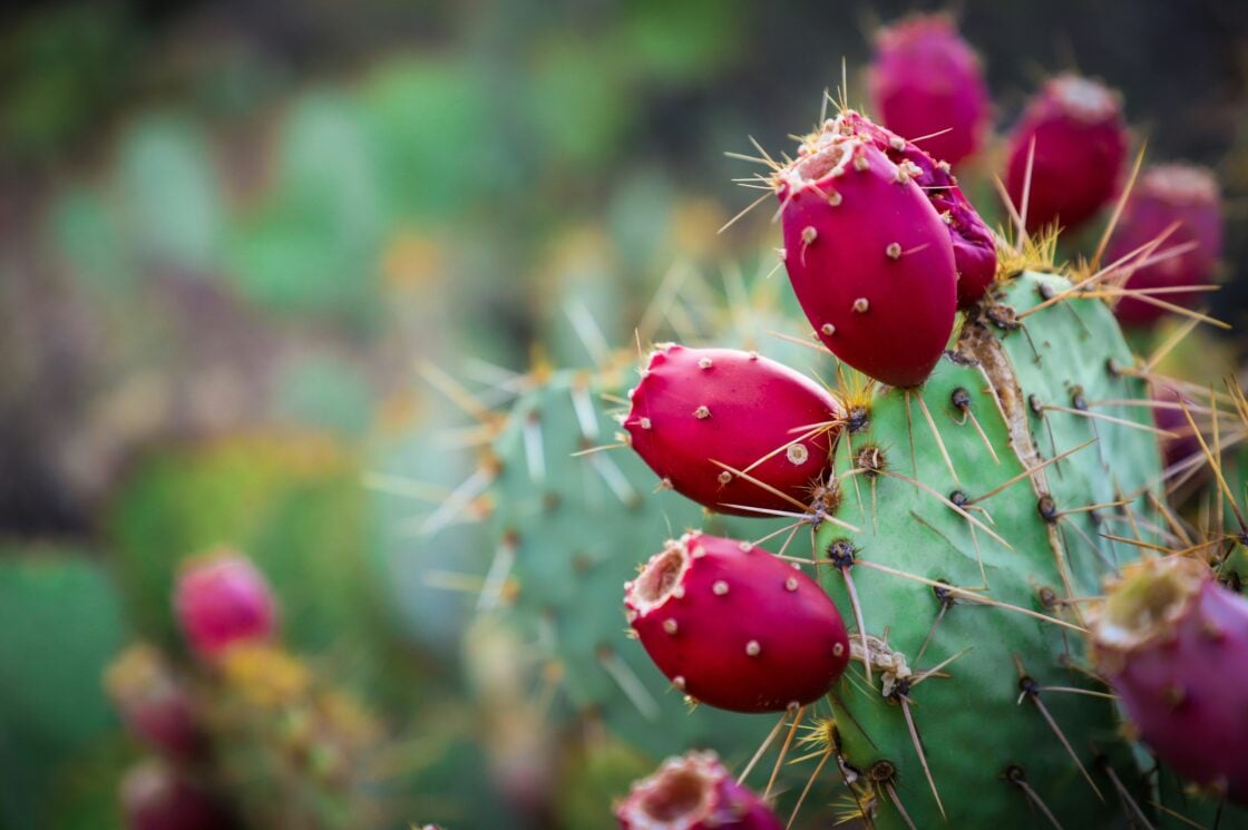 image of a prickly pear used to make prickly pear margarita recipe