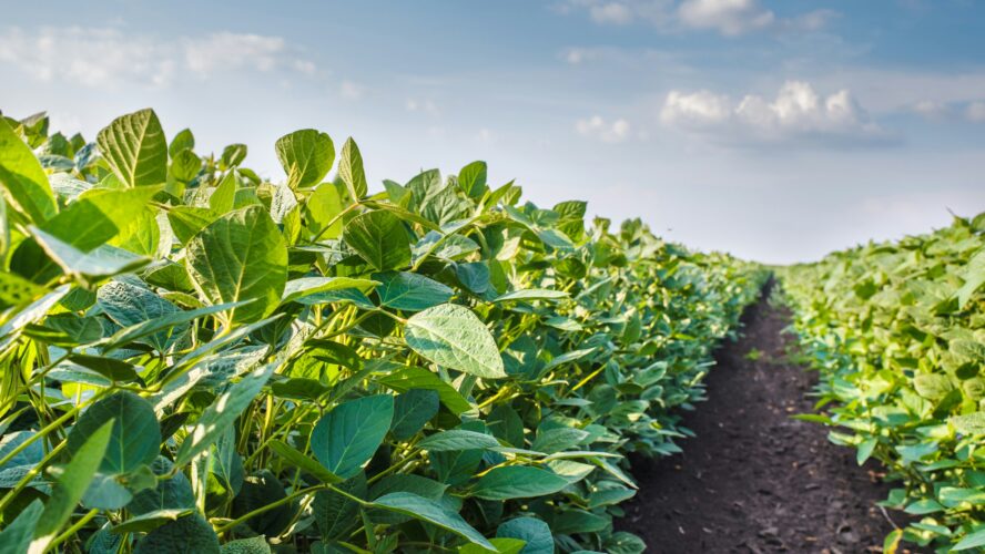 Reasons GMOs are bad for you Unsplash