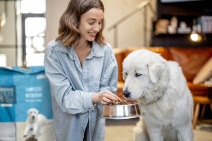 decode pet food labels getty images unsplash