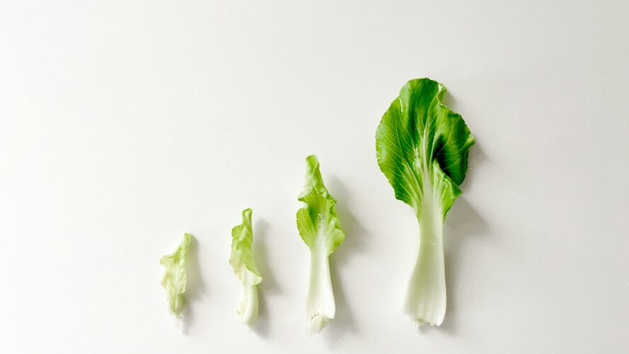 healthy reasons to grow or buy bok choy