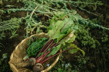 starting a sustainable vegetable garden
