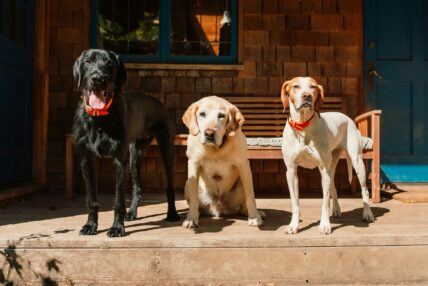 How To Make Dog Poop Compost That Won't (Totally) Gross You Out