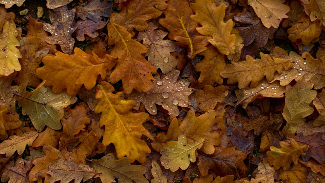 image of fallen foliage, there are lots of uses for fallen foliage.