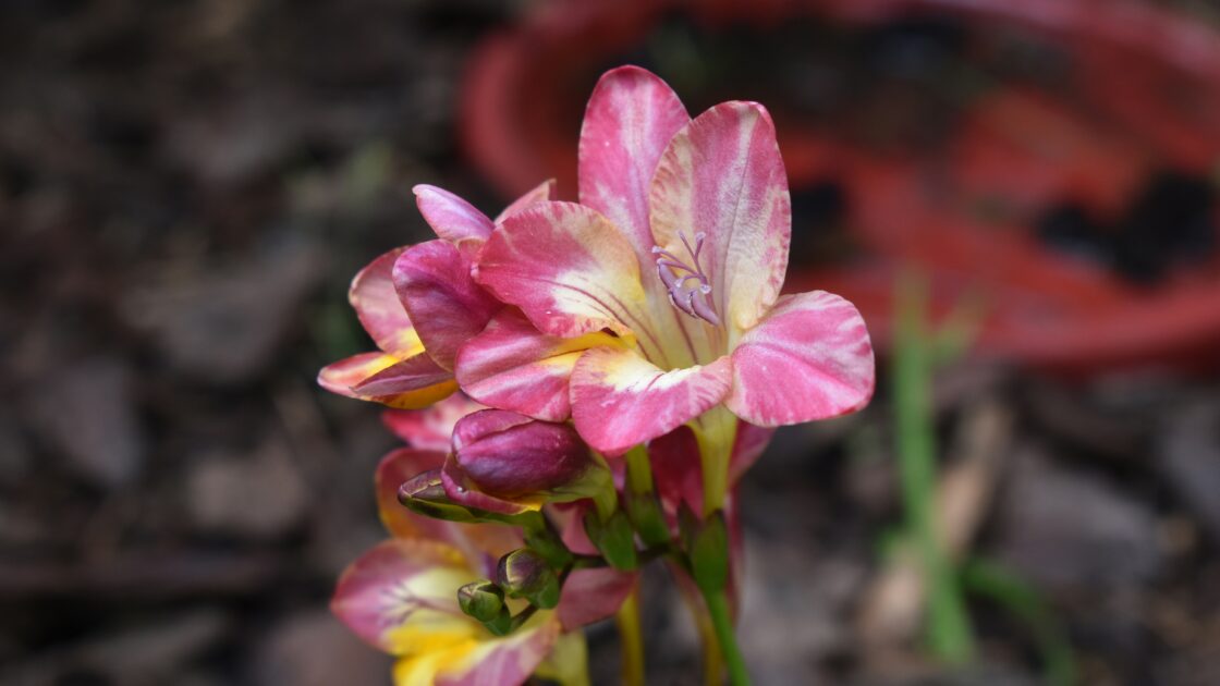 alba freesia