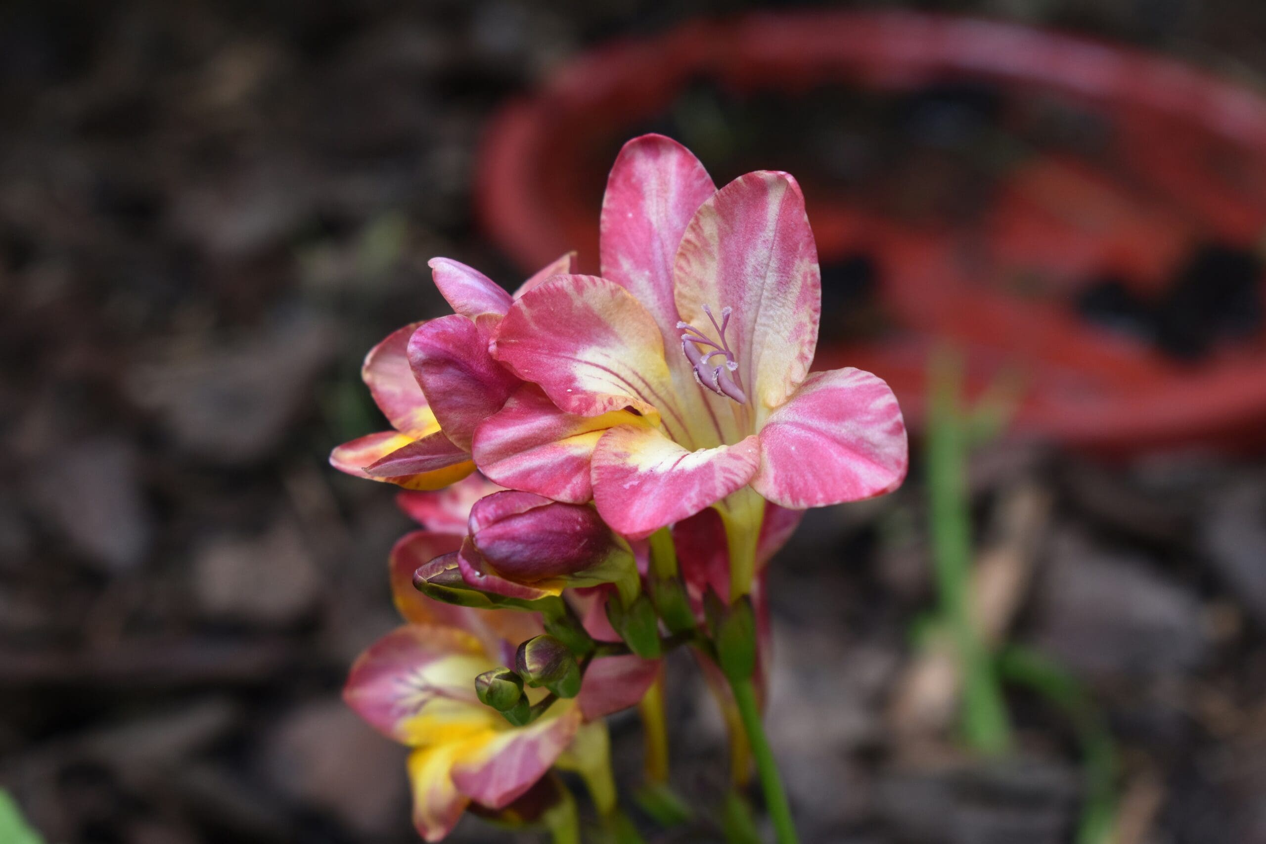 alba freesia