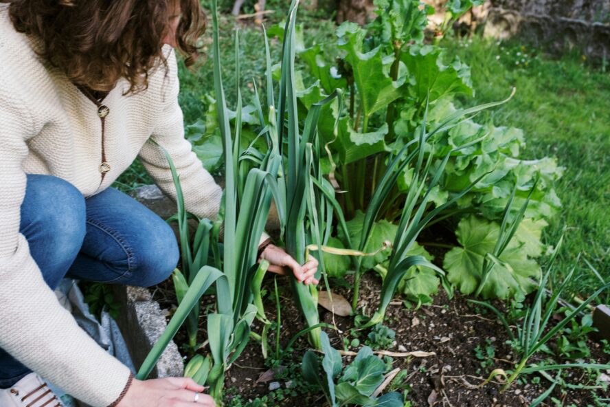 starting a sustainable vegetable garden
