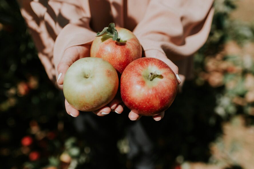 fall vegetables and fruits Apples Unsplash natalie grainger 