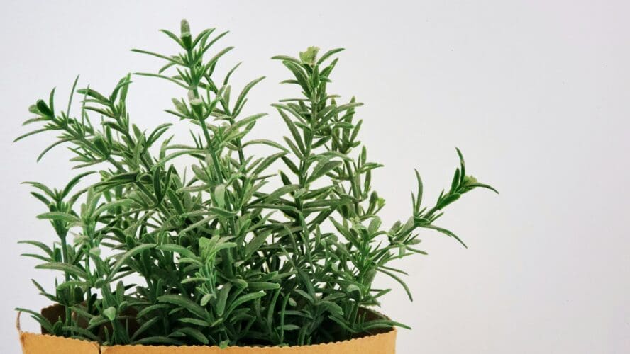 image of rosemary which can invigorate your skin