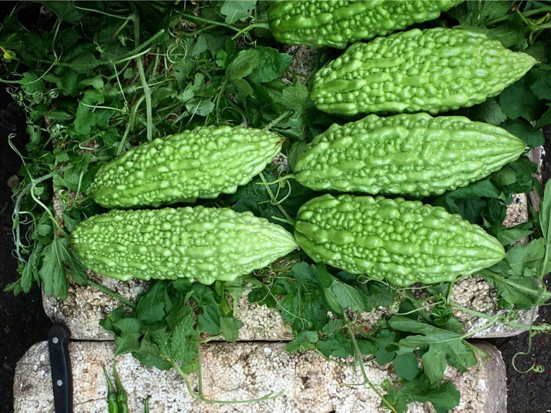 More Bitter Melon Recipes, Unsplash