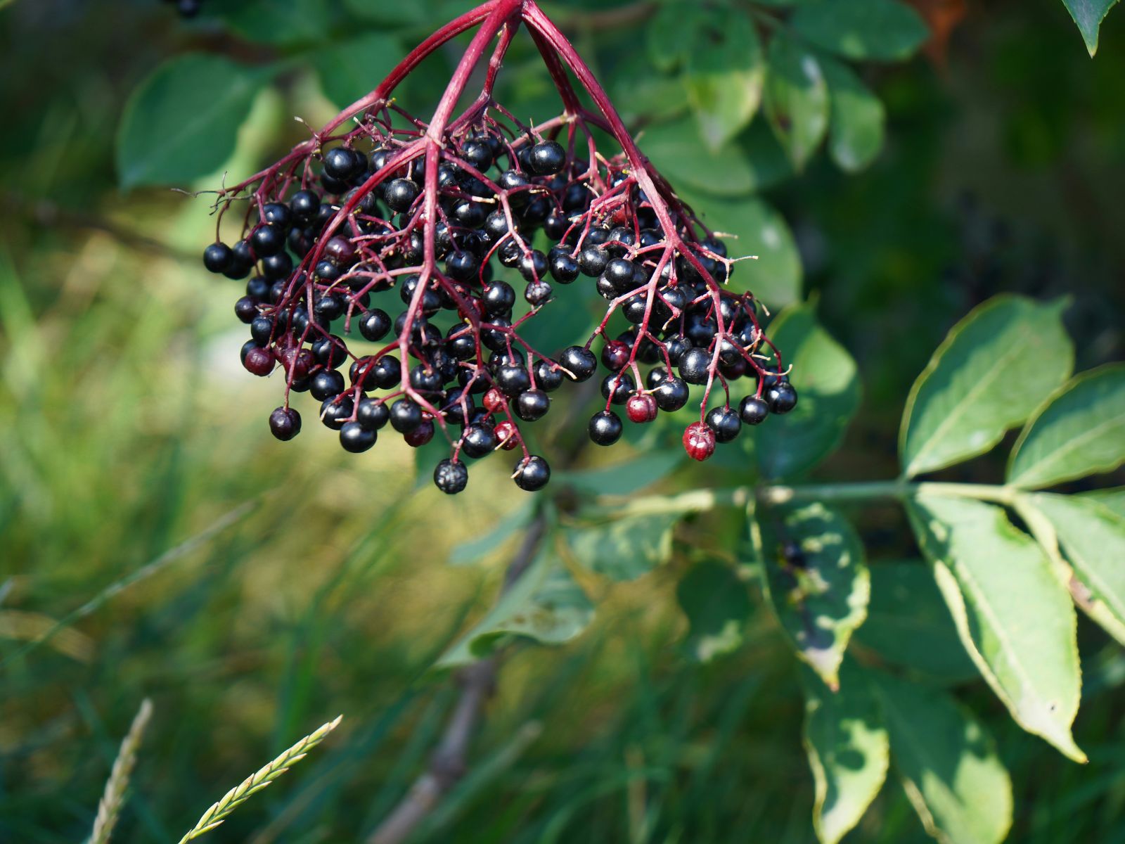 Elderberry Natural Cold and Flu Remedies, Unsplash