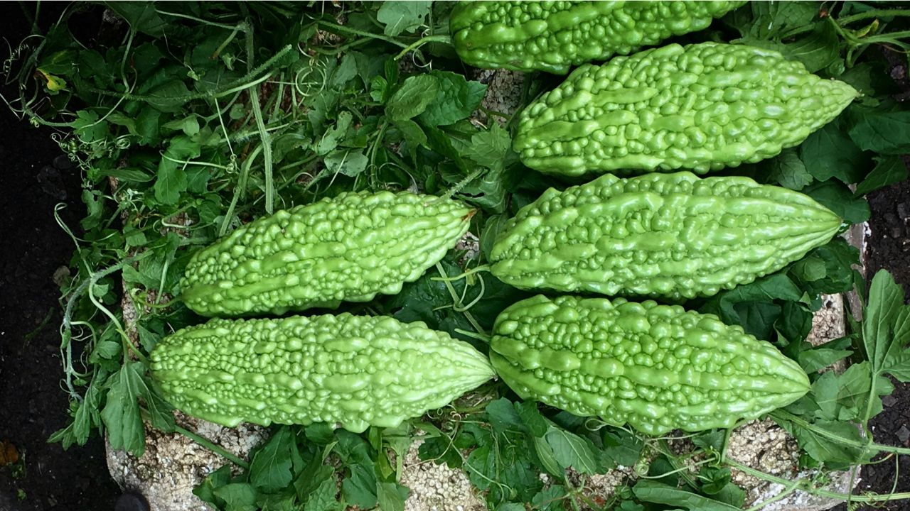 Bitter Melon Functional Pantry Foods, Unsplash