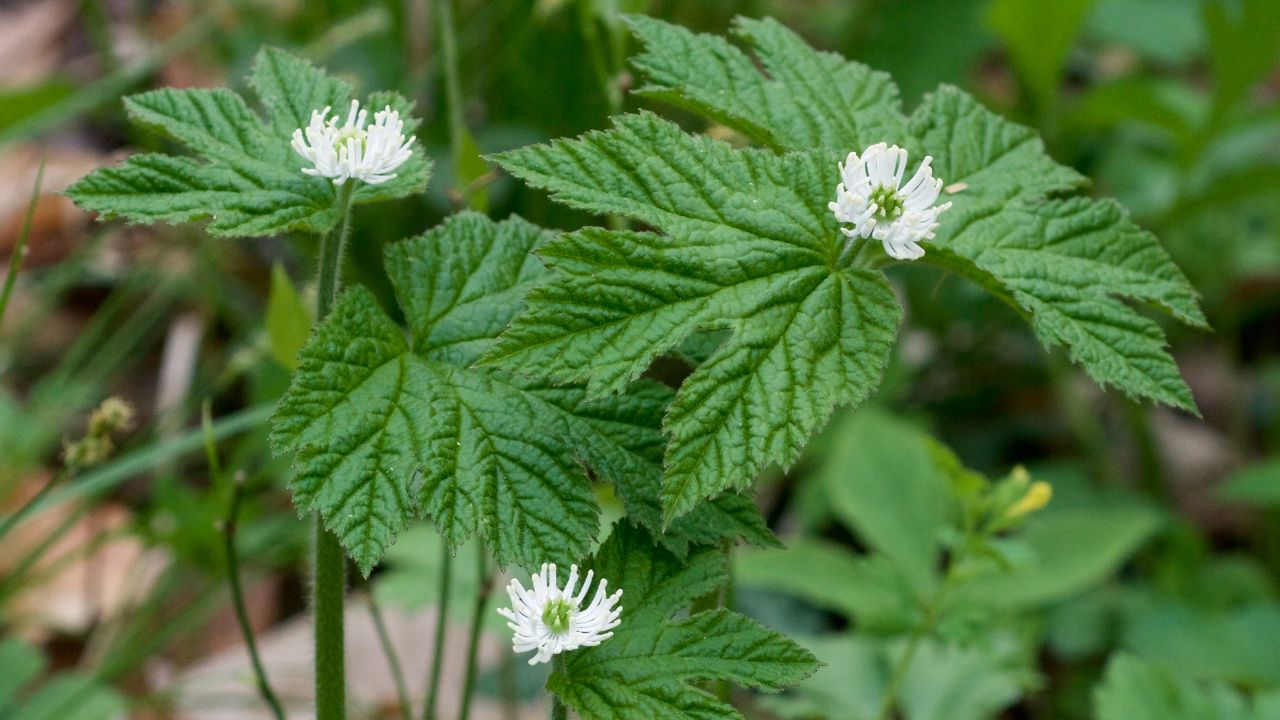 Goldenseal Holistic Medicine Cabinet Basics, Wiki Media