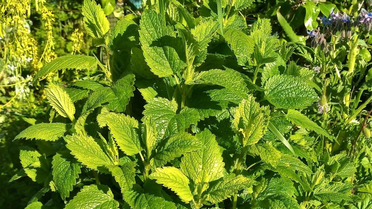 Lemon Balm Holistic Medicine Cabinet Basics, Wiki Media