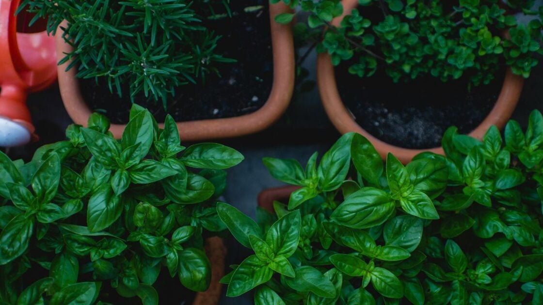 Main Holistic Medicine Cabinet Basics, Unsplash