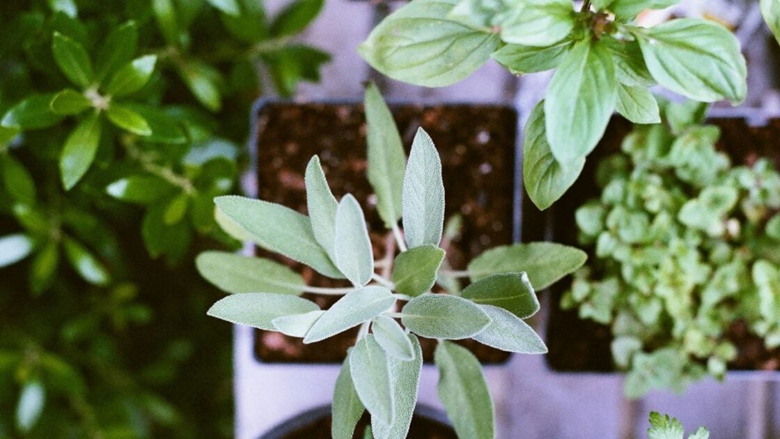 More Holistic Medicine Cabinet Basics, Unsplash