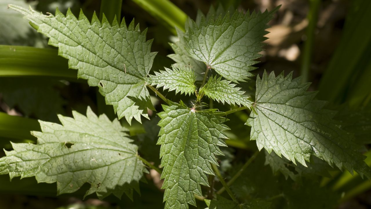 Nettles Holistic Medicine Cabinet Basics, Wiki Media