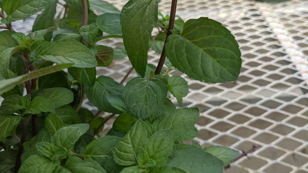 Peppermint Holistic Medicine Cabinet Basics, Wiki Media