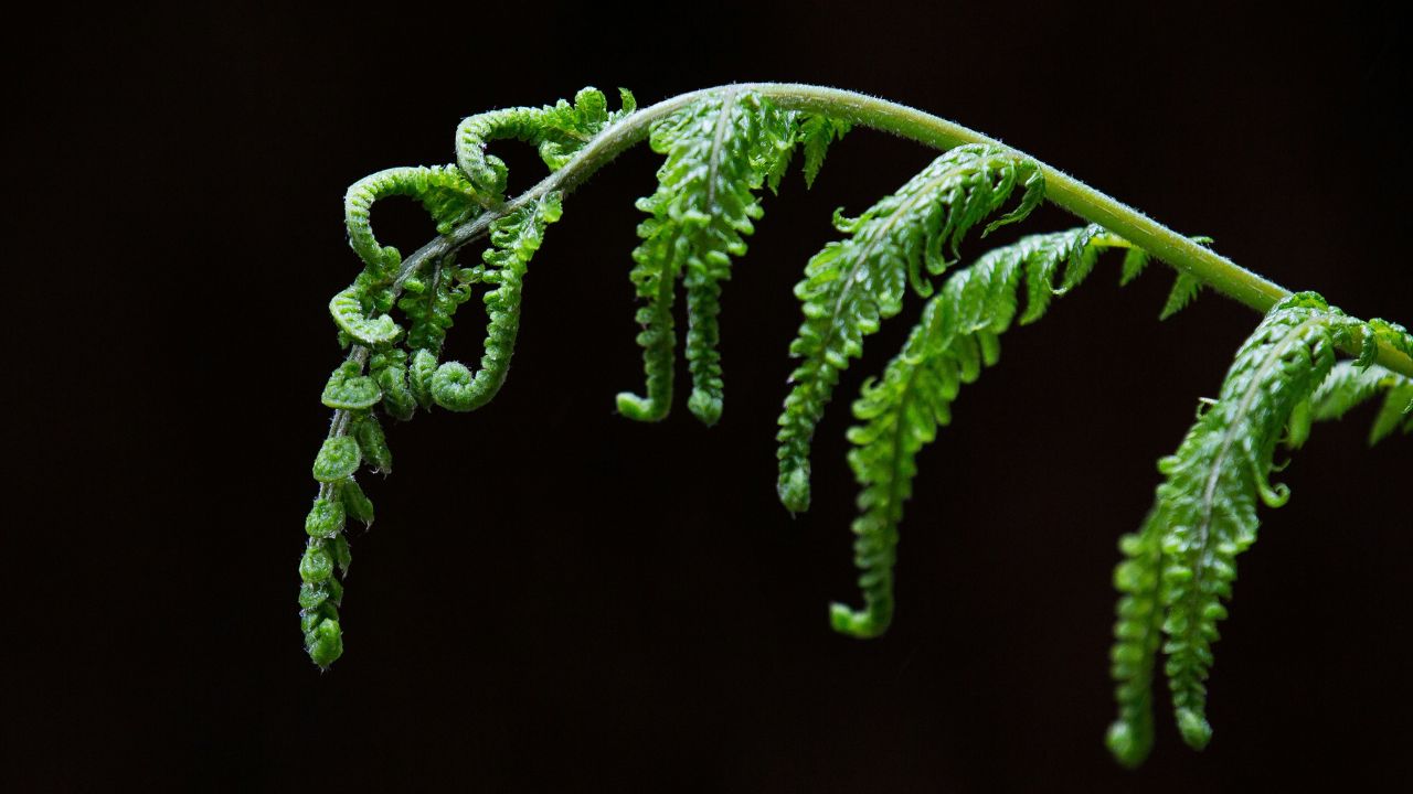 Fiddlehead Fern Unsplash