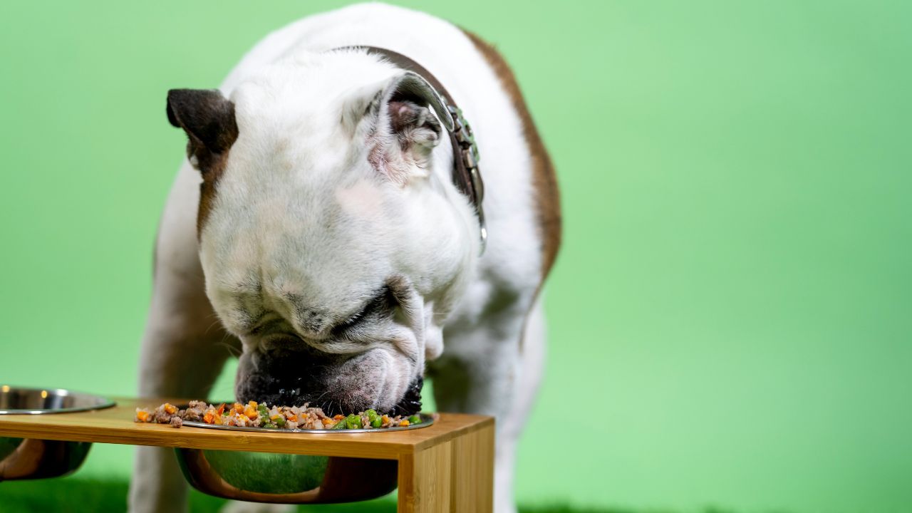 Foods Dogs Can Eat More, Unsplash