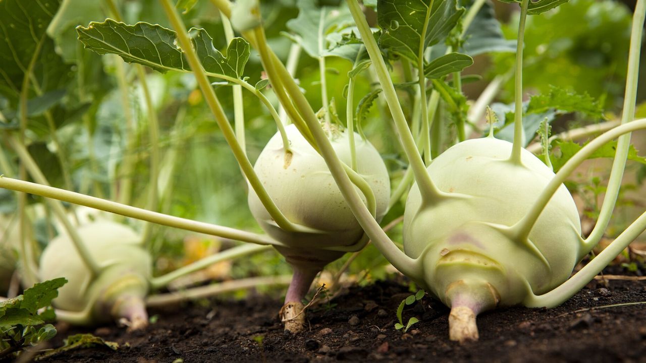 Kohlrabi Vegetable Wiki Commons