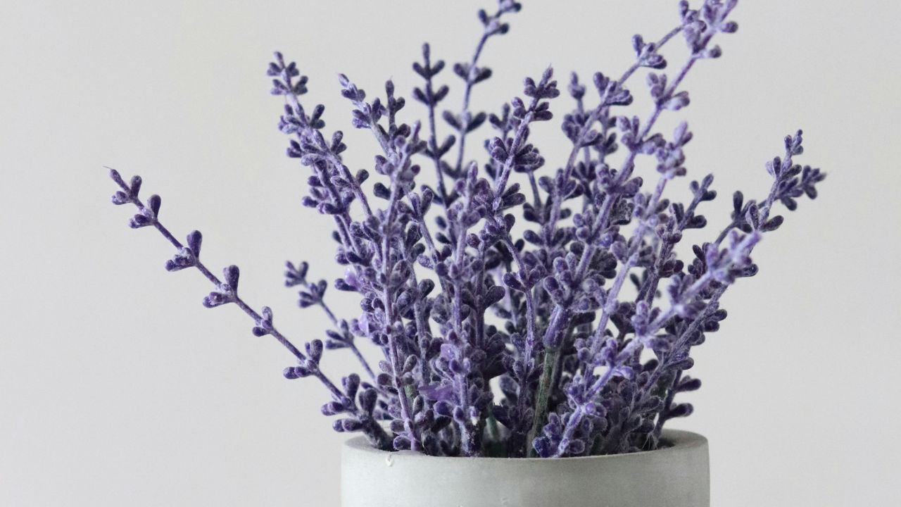 Lavender Oil Benefits More, Unsplash
