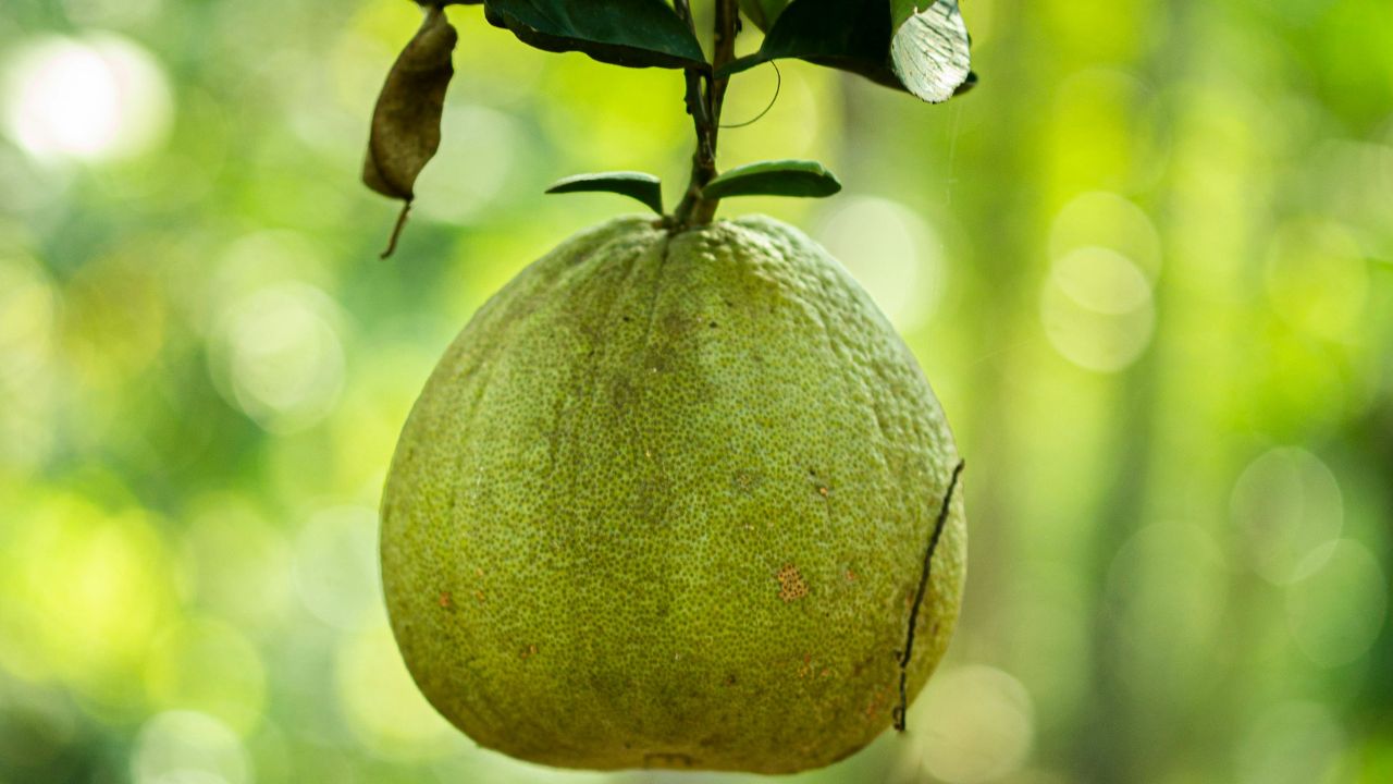 Pomelo Fruit Unsplash