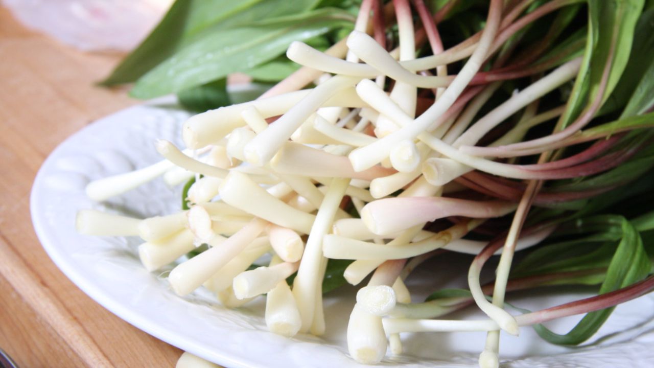 Ramps Vegetable Wiki Commons