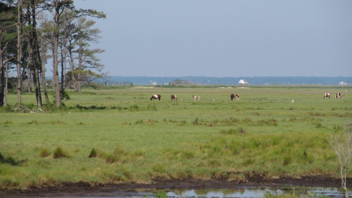Assateague Island Wiki Commons