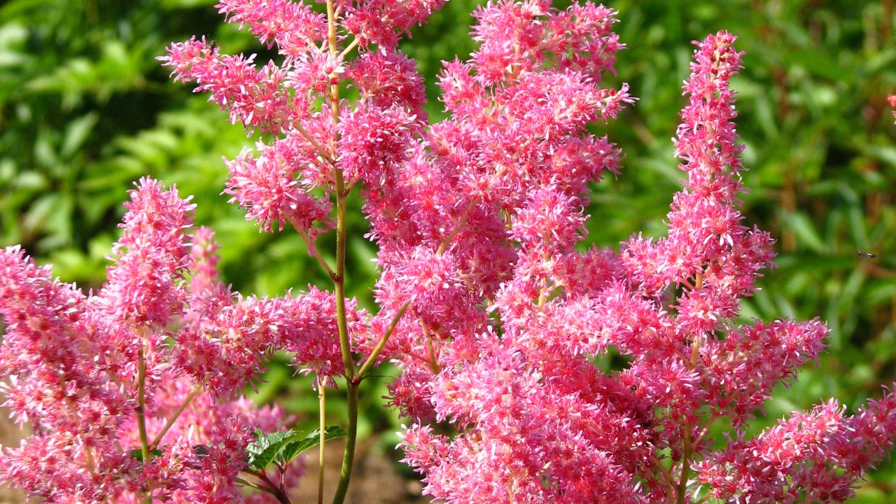 Astilbe Google Images