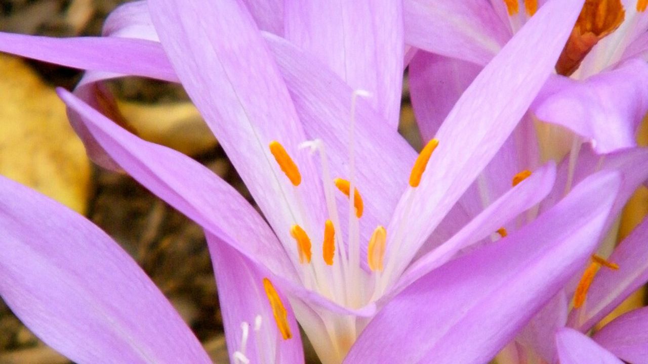 Autumn Crocus Wiki Commons