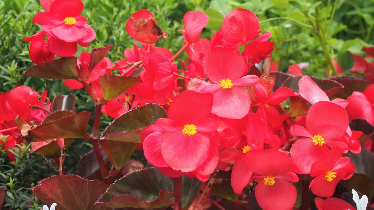 Begonia Google Images