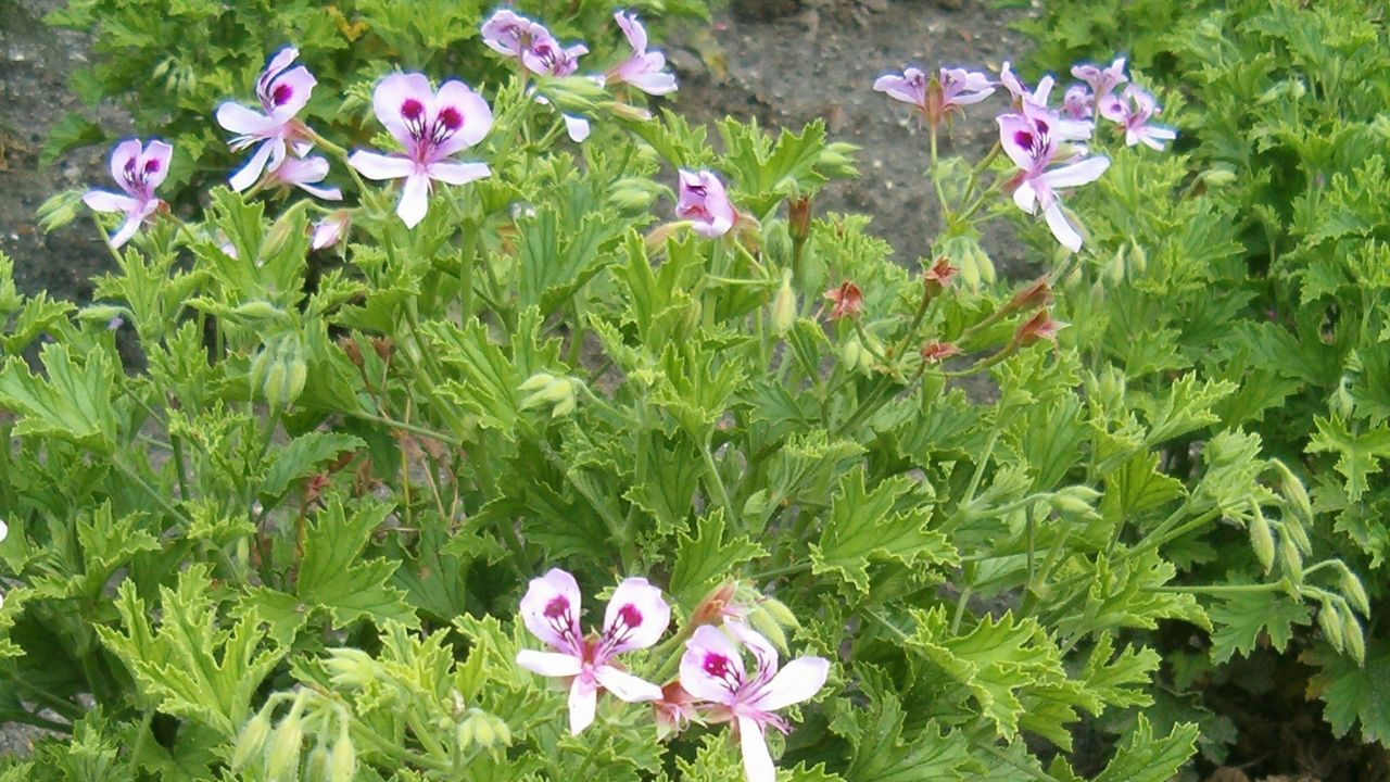 Citronella Geranium Google Commons