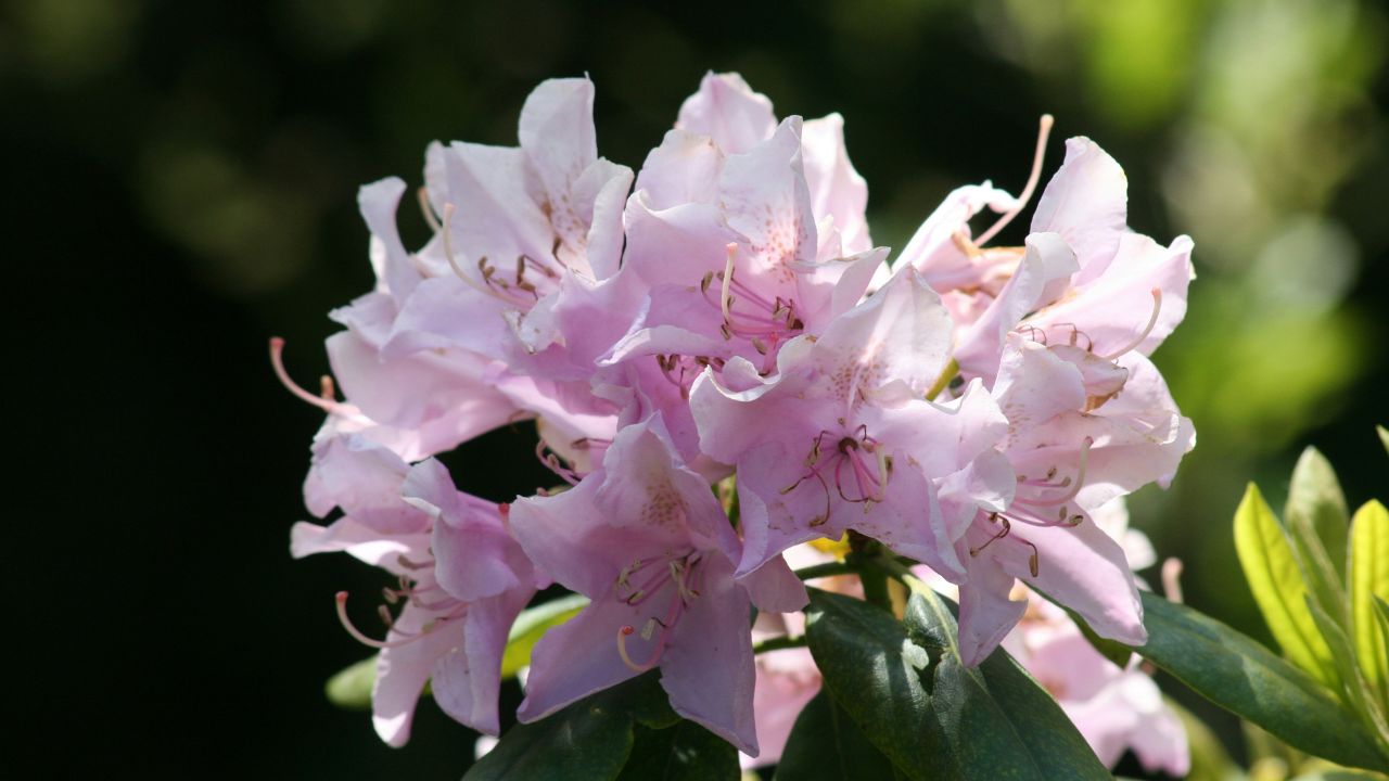 Consumes Toxic Plant Unsplash