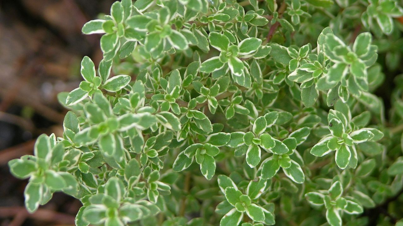 Creeping Lemon Thyme Google Commons