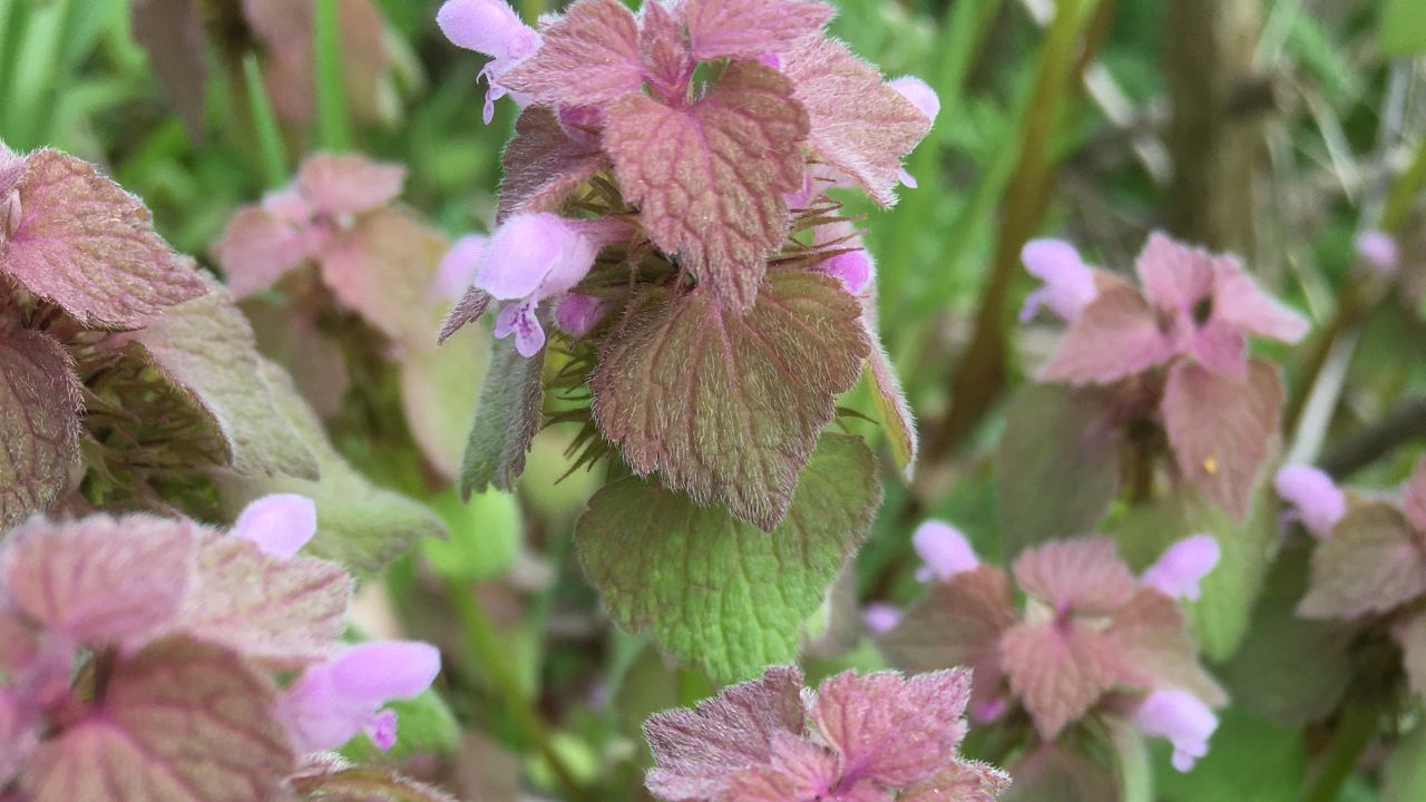 Dead Nettle Google Images