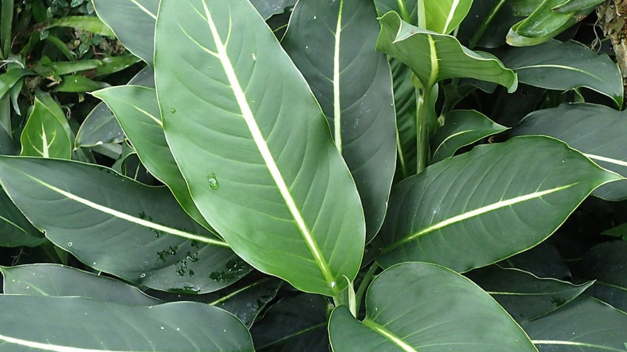 Dieffenbachia Wiki Commons