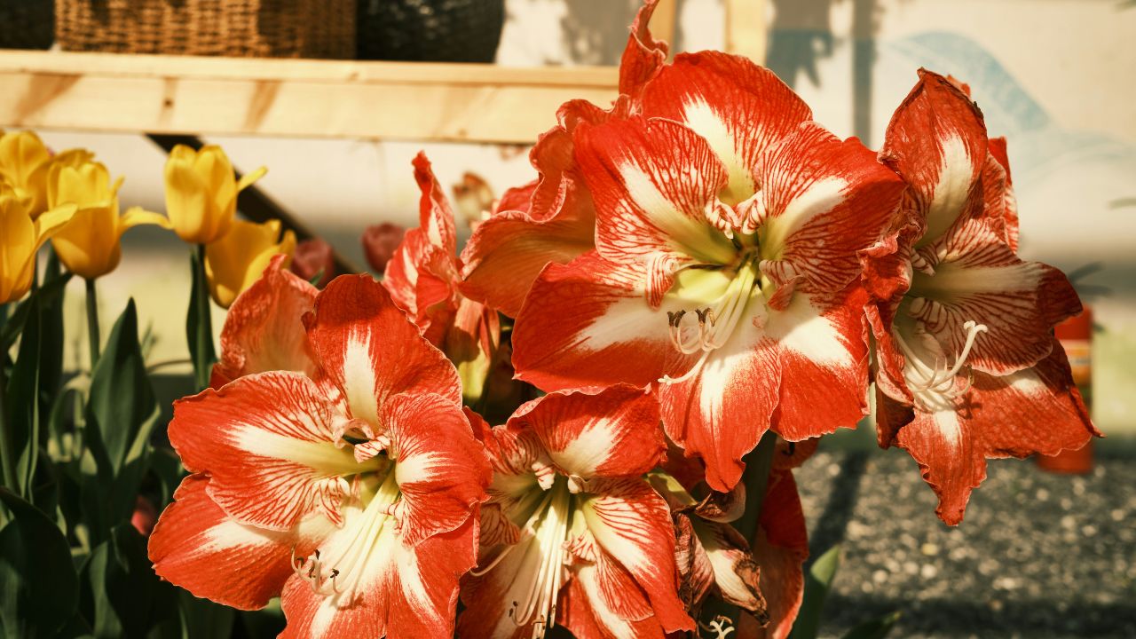 Dogscaping Plant Unsplash