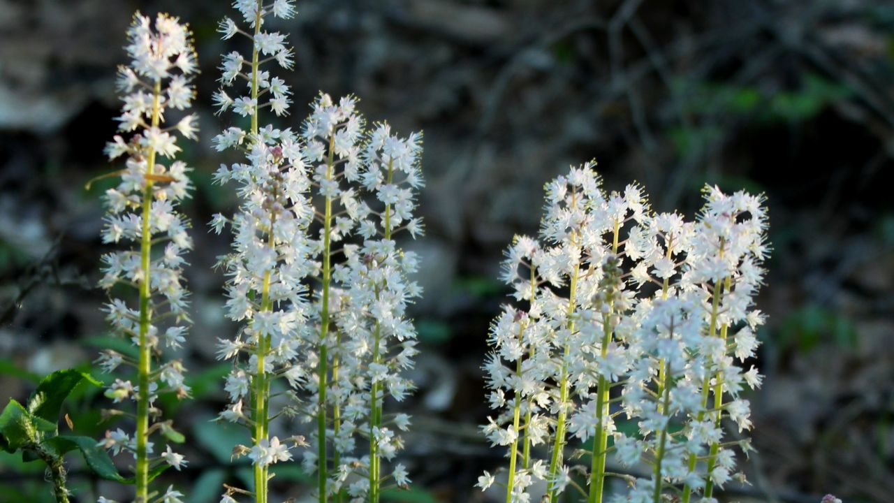 Foamflower Google Images
