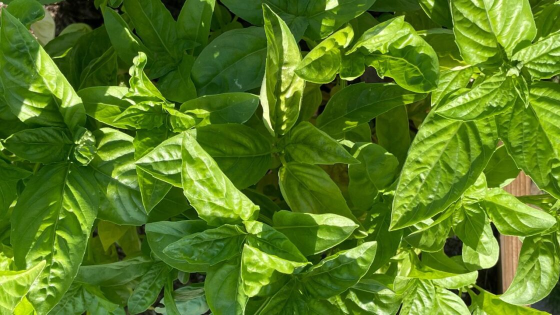 Fresh Basil Herb Reflux Unsplash