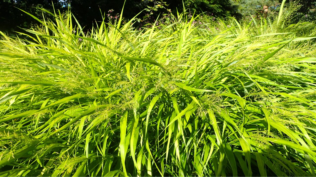 Hakonechloa Google Images
