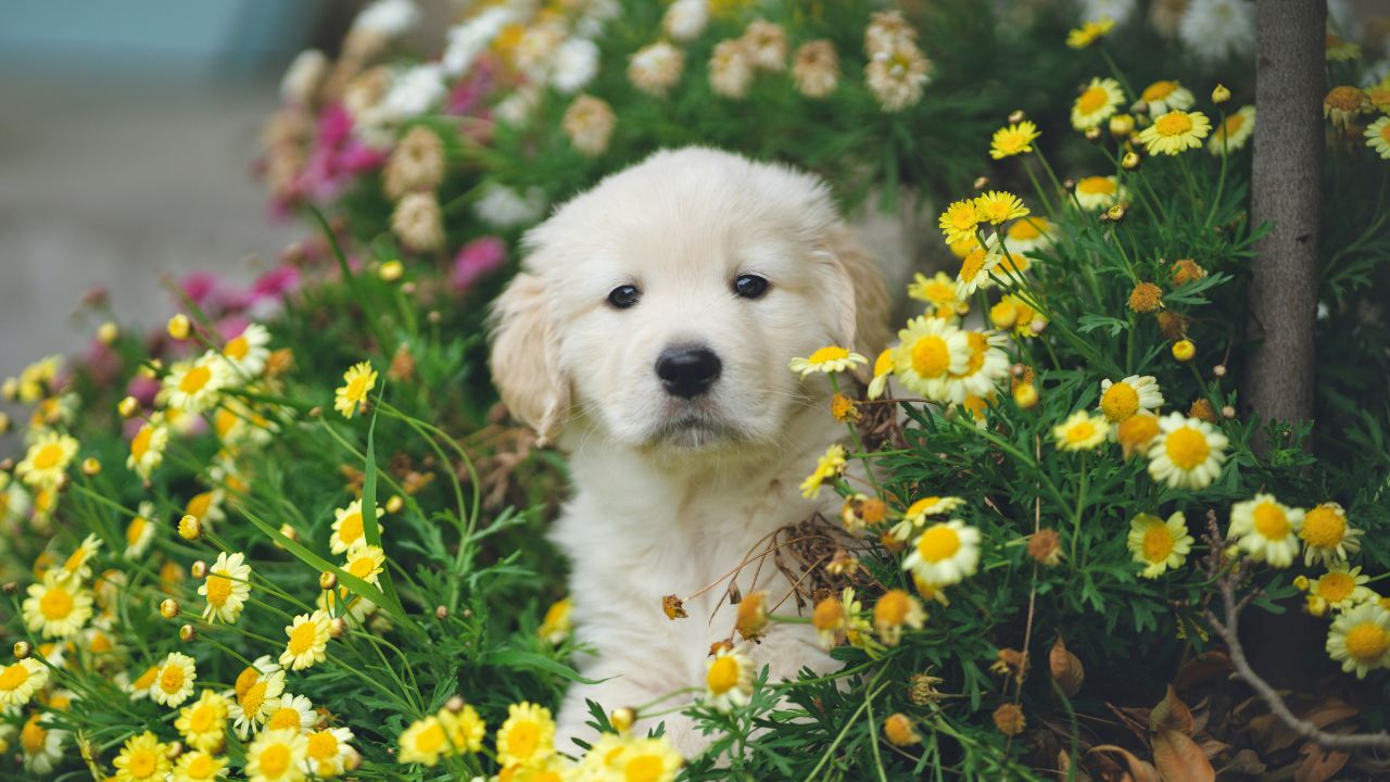 Harmful Plants to Dogs Doggy Unsplash
