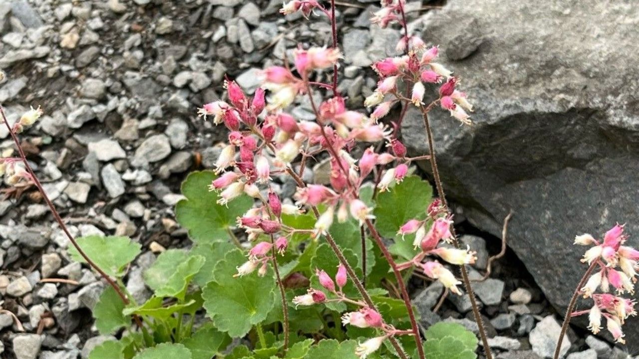 Heucheras Google Images