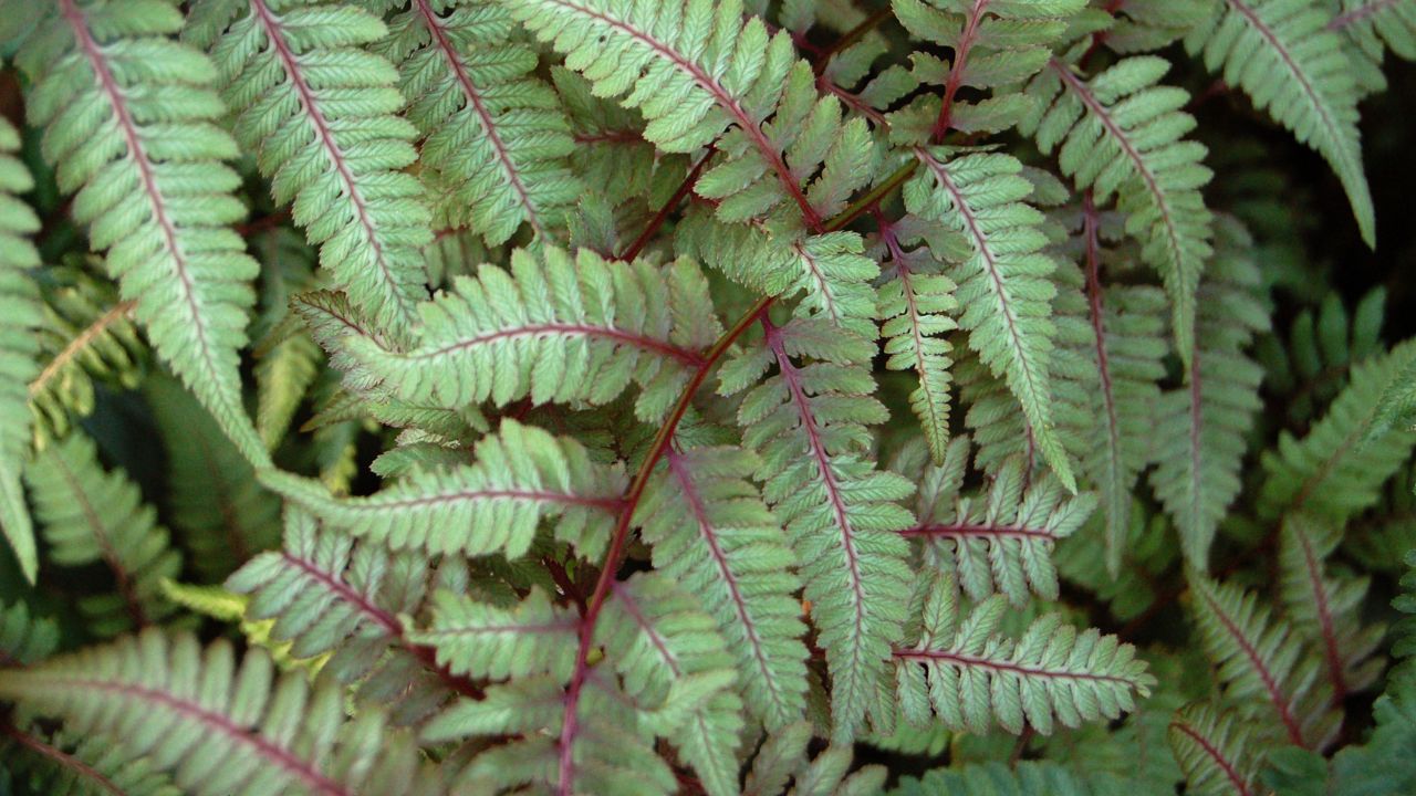 Japanese Painted Fern Google Images