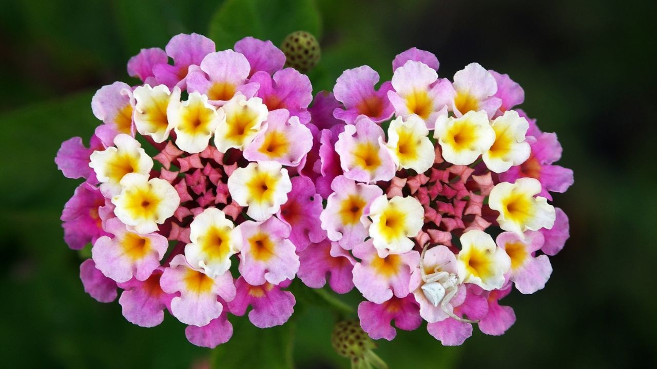 Lantana Google Commons