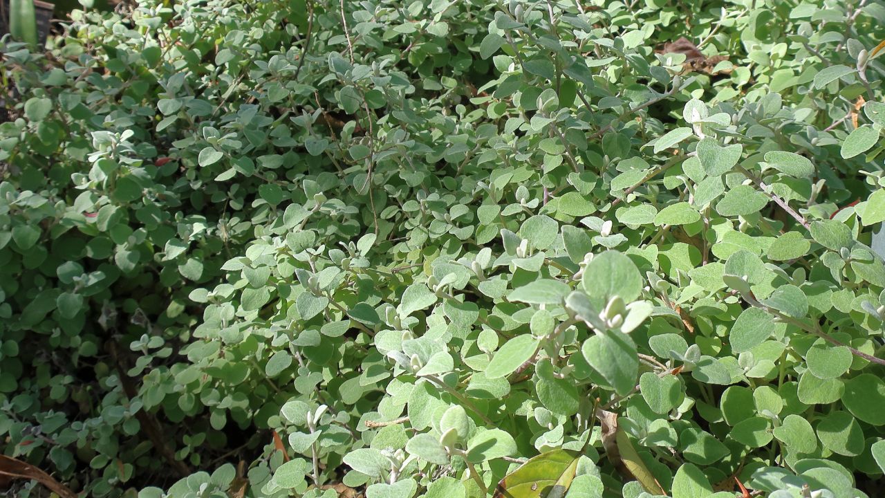 Licorice Plant Google Commons