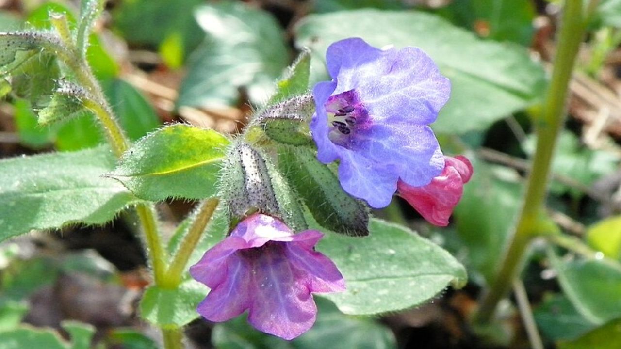 Lungwort Google Images